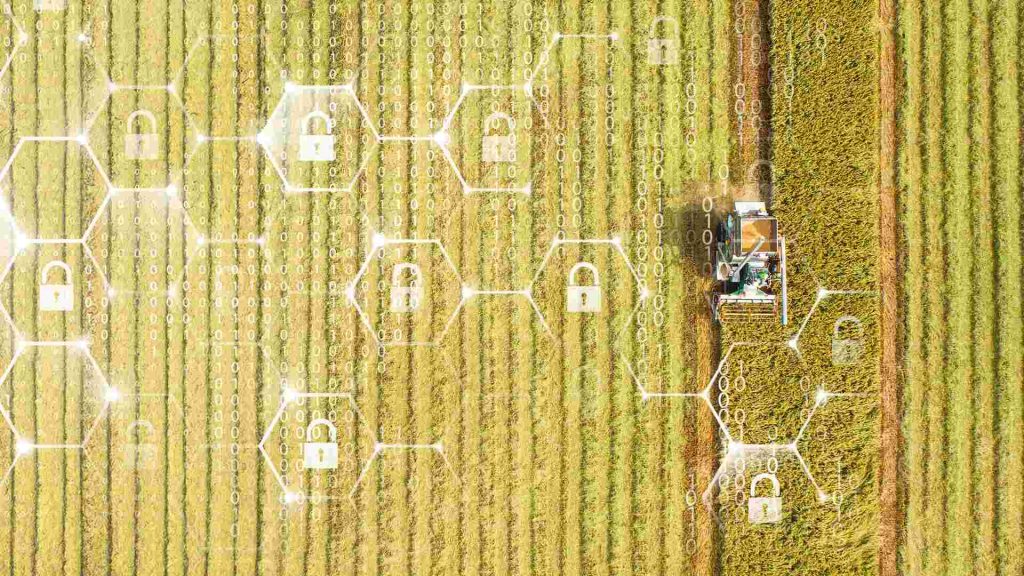 Moravian on a cornfield with a lock symbol for cyber security in the foreground.